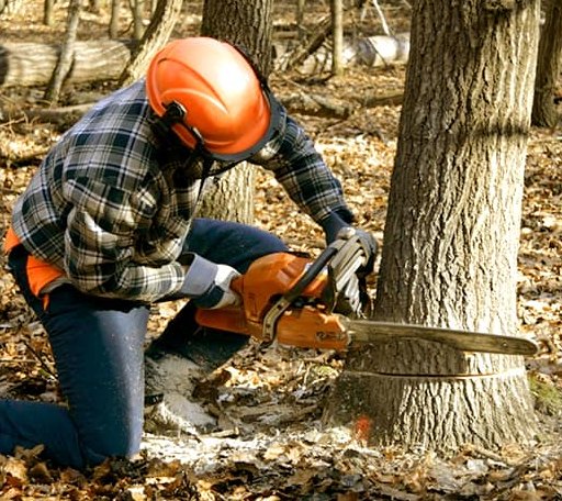 Tree Removal in Yettem, CA
